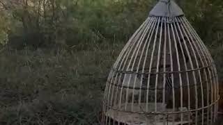 Chakor Sound  Red Legged Partridge Speaking  Chakor ka Shikar [upl. by Ruzich]