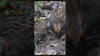 Família de Urus  Spotwinged WoodQuail birds cantodepassaros [upl. by Airdnekal69]