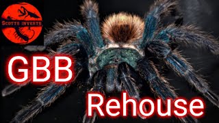 Green Bottle Blue GBB Chromatopelma cyaneopubescens Tarantula Care [upl. by Bess]