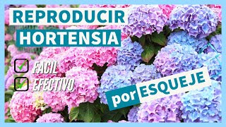 Como Reproducir HORTENSIAS por ESQUEJES ✅ FACIL Corte esqueje evolución y trasplante definitivo [upl. by Oba750]