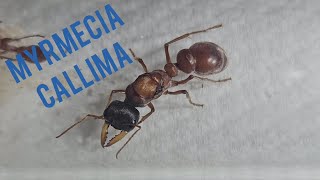 Myrmecia callima RARE Bullant species [upl. by Adilem]