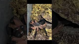 Trapdoor spider feeding Liphistius ornatus Realtime then 124th speed [upl. by Munn]