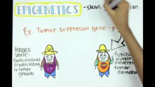 Epigenetics Methylation Acetylation and ncRNA [upl. by Bobbi841]