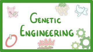 GCSE Biology  Genetic Engineering 82 [upl. by Yerot]