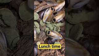 Discoid Roaches enjoying their lunch [upl. by Hiro]