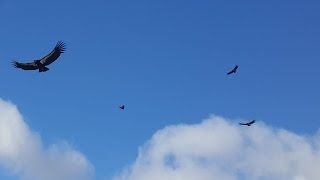 California Condors At Pinnacles National Park [upl. by Akiehsat]