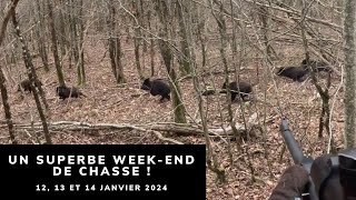 UN SUPERBE WEEK END DE CHASSE   SANGLIERS CHEVREUILS ET RENARD [upl. by Ofella]