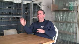 Pigeon Racing in Coney Island with Anthony Martire [upl. by Genesa]