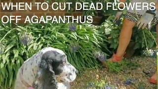 The Secret to Deadheading and Pruning Agapanthus [upl. by Anilatsyrc96]