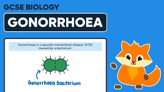 Gonorrhoea  Bacterial Diseases  GCSE Biology [upl. by Collimore]