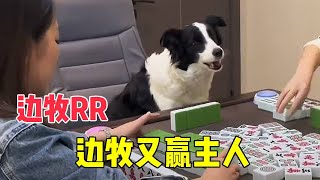 边牧软软打麻将，今天又是赢主人的一天，给主人都整无语了！【边牧RR】 [upl. by Cobbie]