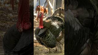 Turkey Tom gobbles petsvlog birds chickdevelopment chickgrowth animals [upl. by Eli]