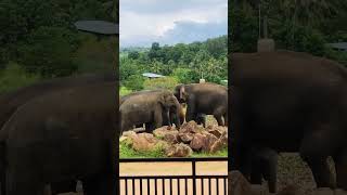 Pinnawala Elephant Orphanage in Sri Lanka 🪵🐘☘️ [upl. by Fiden]