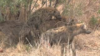 Hyena Mating [upl. by Abbott798]