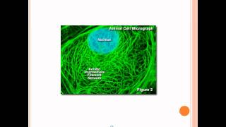 Microfilaments Intermediate Filaments and Microtubules [upl. by Ettennad]