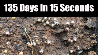 Gymnocalycium spegazzinii 135 day timelapse [upl. by Breana]