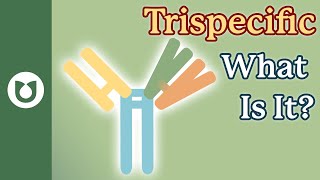 What are Trispecific antibodies [upl. by Frazer]