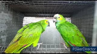 Amazon Parrot Care  Blue Fronted Amazons  Are They AMAZING pets or Aggressive Creatures [upl. by Aritak650]