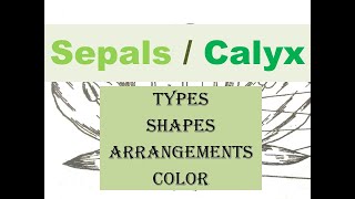 Flower Sepals  Types Arrangements Shapes amp Colors of Sepals  Gamosepalous  Tubular  Pappus [upl. by Norud]