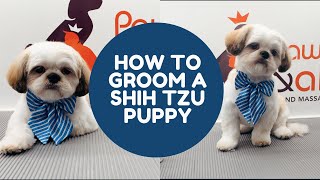 HOW TO GROOM A SHIHTZU PUPPY IN A TEDDYBEAR CUT [upl. by Anecusa206]