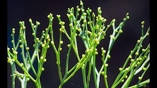 Psilotum sporophyte [upl. by Alekat685]