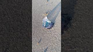 🌊 Portuguese man o war ocean [upl. by Debbee]