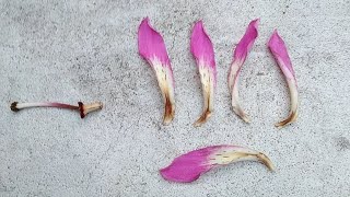 26 ²Floss Silk Tree Ceiba speciosa [upl. by Brost]