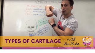 Types of Cartilage  Hyaline Elastic and Fibrocartilage [upl. by Dett]