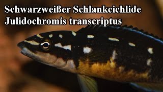 Schwarzweißer Schlankcichlide  Julidochromis transcriptus quotPembaquot 12 [upl. by Kirchner836]