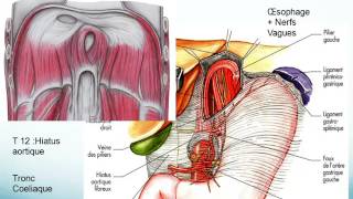 oesophage ESTOMAC ET RATE partie 2 [upl. by Levin]