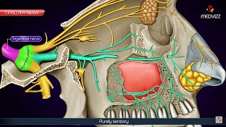 Maxillary division of Trigeminal nerve V2 or Vb  Maxillary nerve  Anatomy Animation [upl. by Cary]