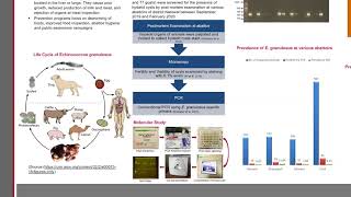 Prevalence and associated risk factors of Cystic Echinococcosis in food animals in Narowal Pakistan [upl. by Baerl]