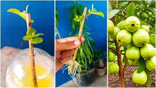 Best idea for grow guava plant at home from cutting  Water propagation for gardening [upl. by Munafo860]