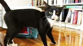 Katzen  Erste Schritte im neuen Heim  Was häufig vergessen wird [upl. by Aicenet]