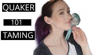 How To Tame and Bond With Your Quaker Parrot  Parrot Tips and Tricks [upl. by Eirret]