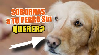 ¿Estás SOBORNANDO Accidentalmente a TU PERRO 💰🐶 [upl. by Anes]