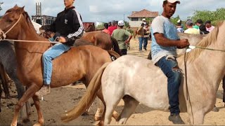 FEIRA DO CAVALO DE CAMPINA GRANDE PB 21082024 [upl. by Cathi]