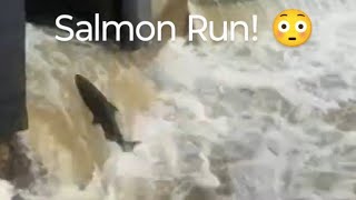 Salmon Run  Jumping on the Ladder shorts salmonrun fishing nature livestream [upl. by Anigroeg]