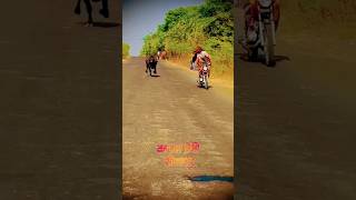 pagal Premi Solapur feedviral feedshorts feedshortsnew feedyoutubeshorts animals funny [upl. by Ahsen163]