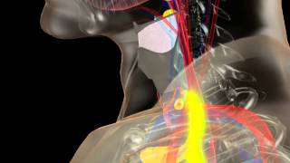 Anatomy of the Thyroid and Parathyroid Glands [upl. by Seroka]