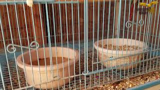 2018 GREEN CHEEKS CONURE BREEDING SEASON [upl. by Hollie]