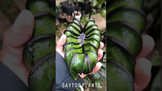 REMOÇÃO DE FOLHAS 🍂 colocasia saytorplants colocasiapharaohsmask saytor plantasornamentais diy [upl. by Firestone]