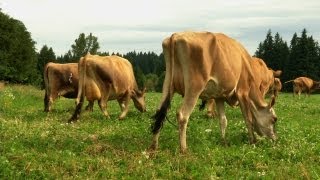 Jersey Cows A Dairy Farmers Commitment to Tradition and Quality [upl. by Mara187]