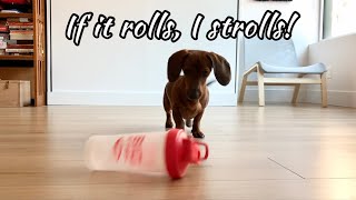 If it rolls I strolls Mini dachshund edition [upl. by Rainger]