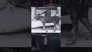 Thylacine spotted by biologist [upl. by Llyrehc]