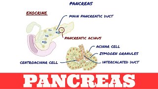 Histology of Pancreas [upl. by Ferretti894]