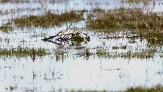 Whiterumped Sandpiper seen at Voelvlei near Vleesbaai in the Western Cape 2023 [upl. by Ahsilahk]