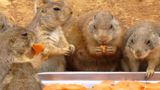 人参を囲んで食べるプレーリードッグ うみなか Prairie Dogs Are Eating Carrots [upl. by Asoral]