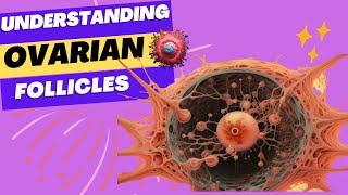 Understanding Ovarian Follicles Structure Function amp Health Implications [upl. by Yelehsa]