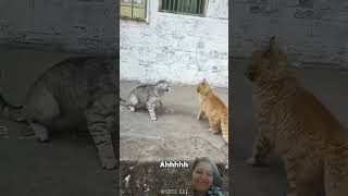 Two cats fighting 🤓 ytshorts trending funny love [upl. by Nnayllehs]